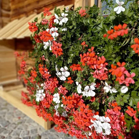 Alpesi faház Almchalet Schuster